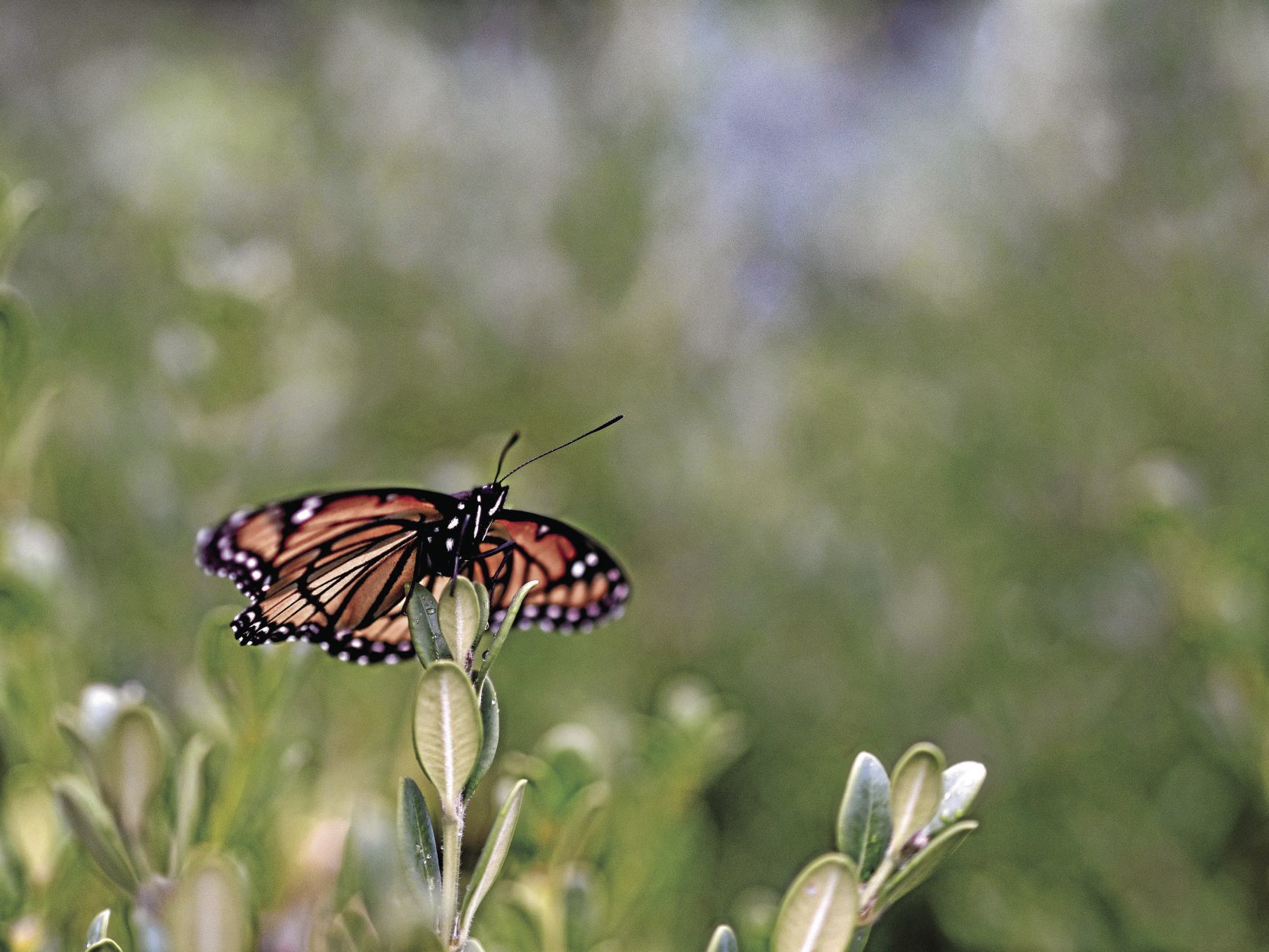 Monarch butterflies